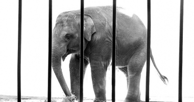 More wild animals condemned to imprisonment